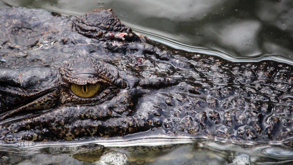 crocodile dream meaning