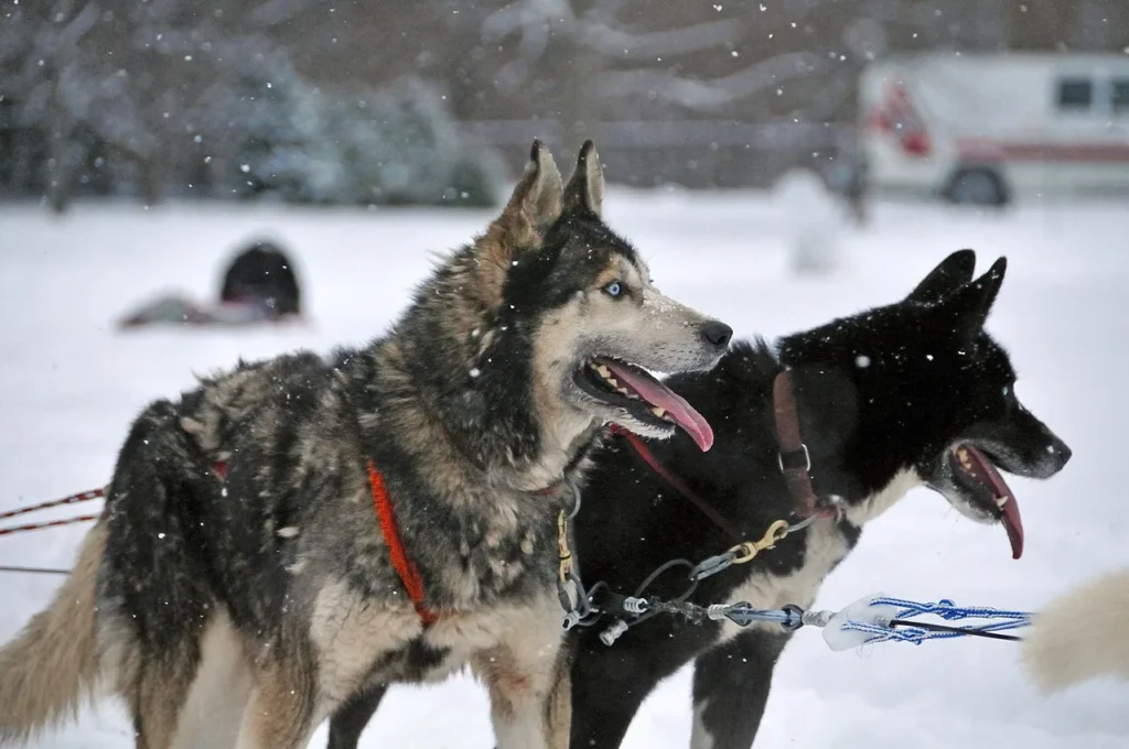Dog dream meaning — a dog symbolizing loyalty and trust